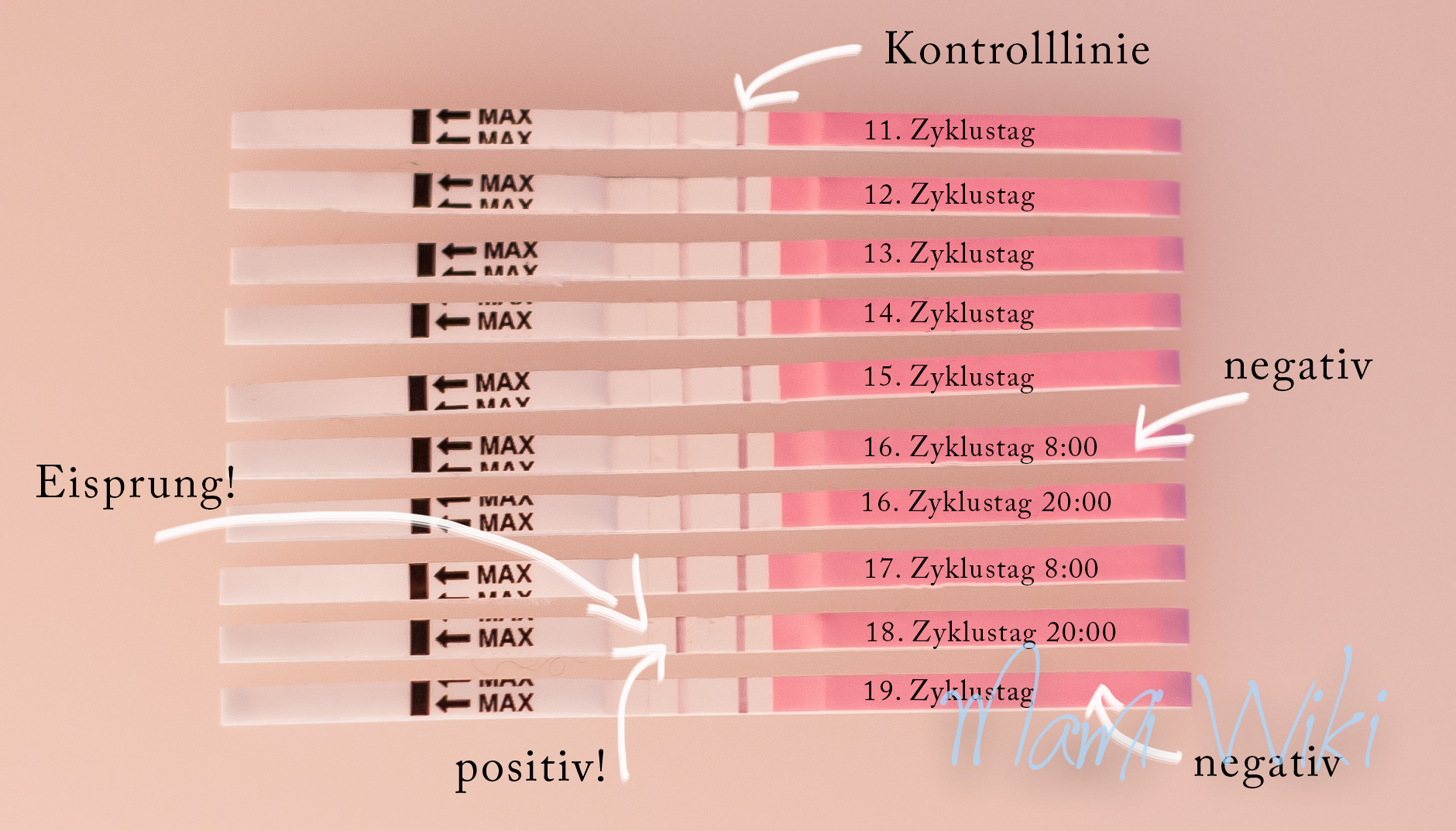 Ovulationstest Mamiwiki